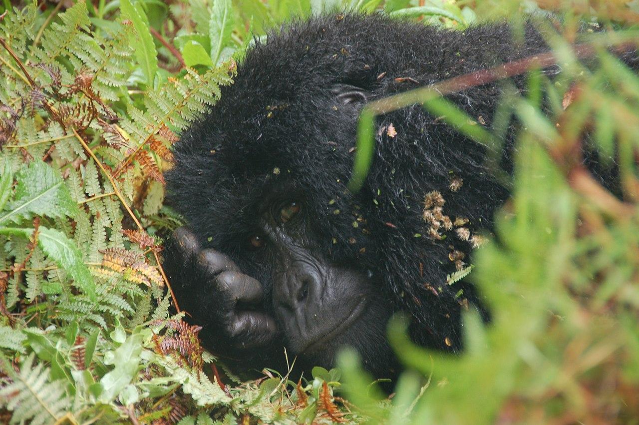 Kisoro, Uganda